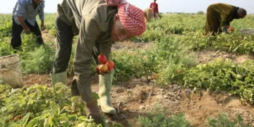 تحديات القطاع الزراعي في دير الزور: تراجع ملحوظ لغلاء المحروقات وشح الدعم